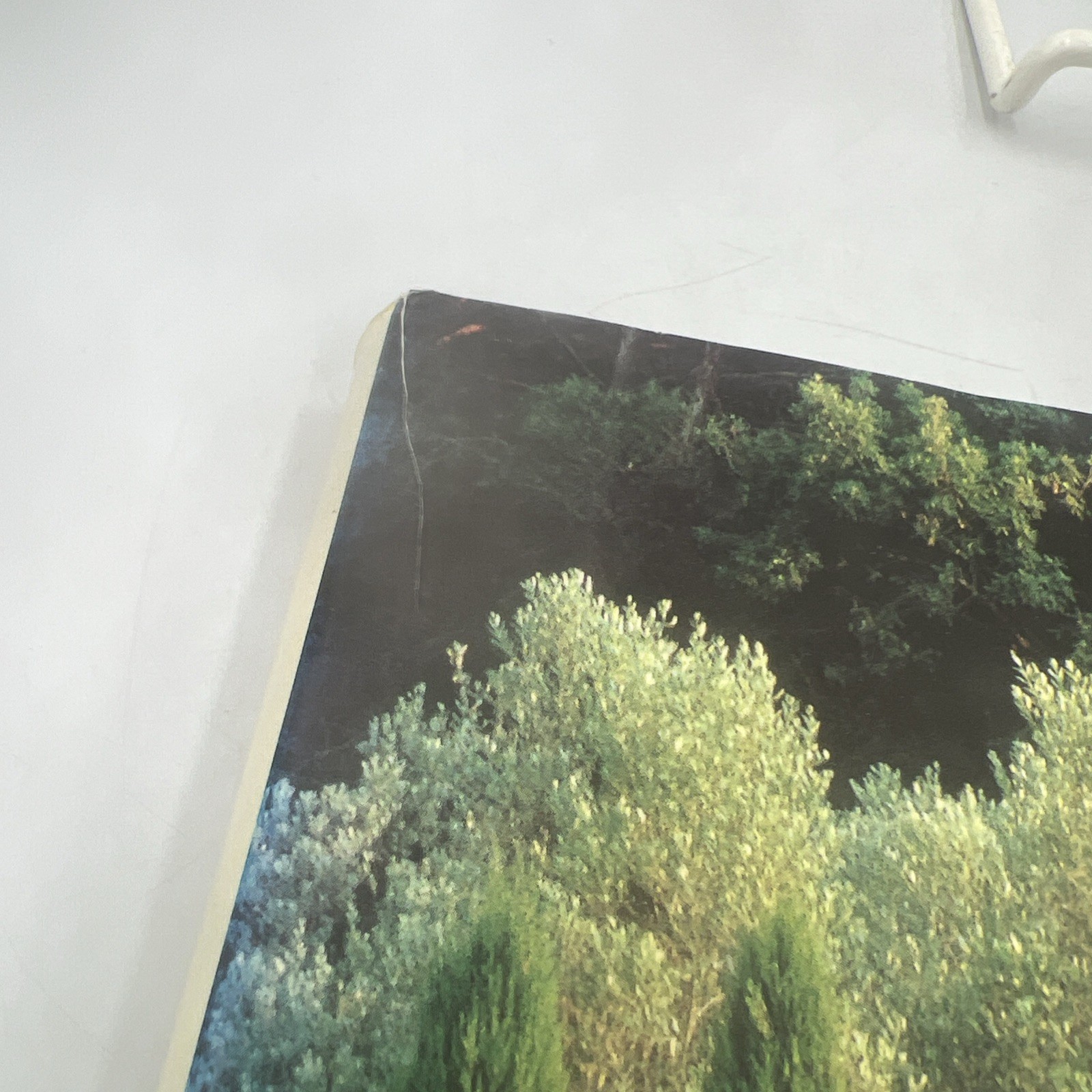 Mirrors of Paradise : The Gardens of Fernando Caruncho by Guy Cooper, Dan Kiley