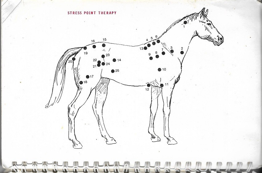 BEATING MUSCLE INJURIES FOR HORSES By Jack Meagher. Rare book.
