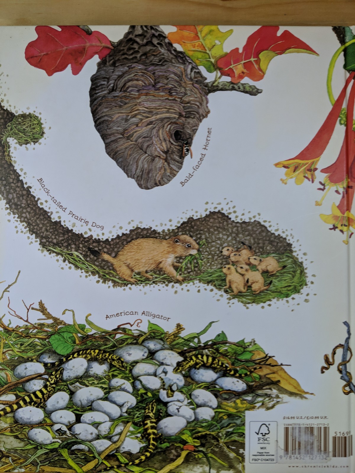 A Nest Is Noisy : (by Dianna Hutts Aston (2015, Hardcover)