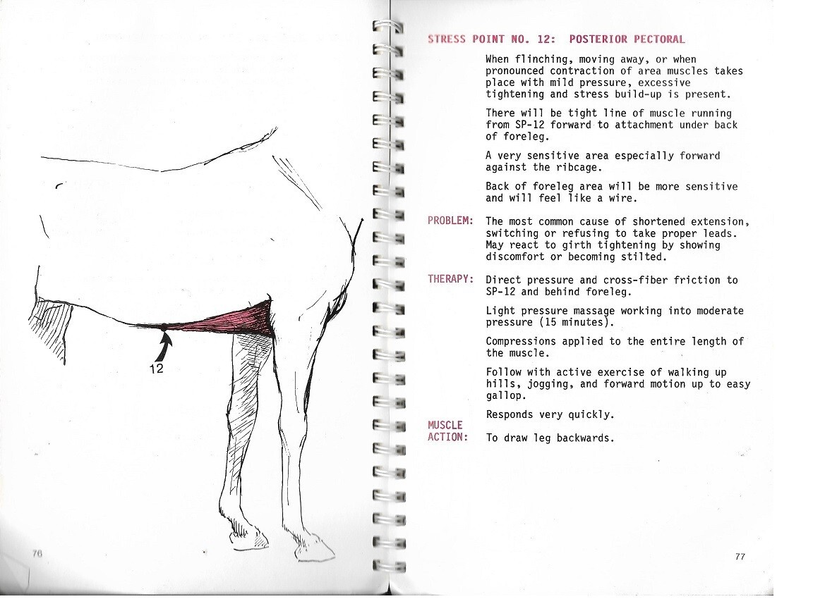 BEATING MUSCLE INJURIES FOR HORSES By Jack Meagher. Rare book.