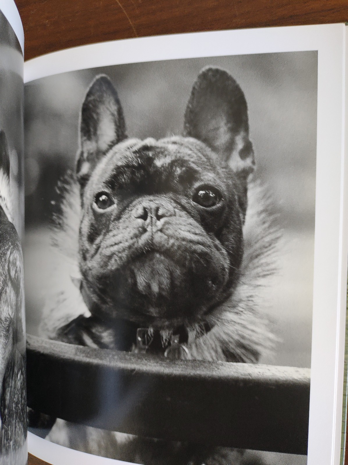 CELEBRITY DOGS – Hardcover – PHOTOGRAPHS BY KAMIL SALAH – 92 PAGES – LIKE NEW!!!