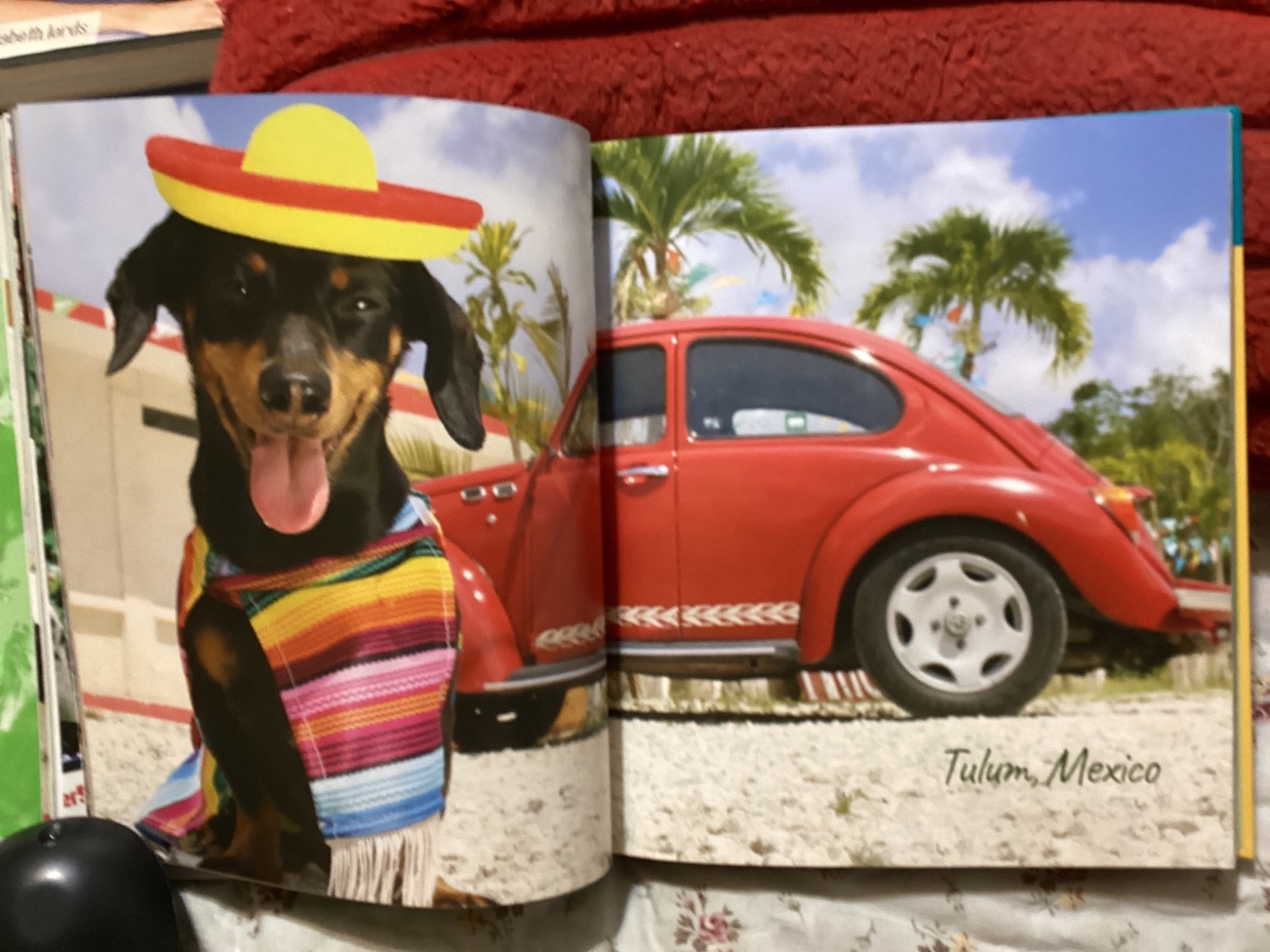 CRUSOE, THE WORDLY WIENER DOG, DACHSHUND, EXC. COND,230 PAGES/ FREE POSTAGE!!!!!