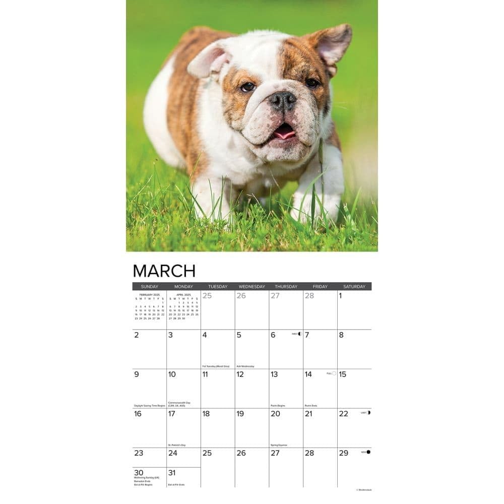 Just Bulldog Puppies 2025 Wall Calendar 12×12 Inch Office Hanging Organizer