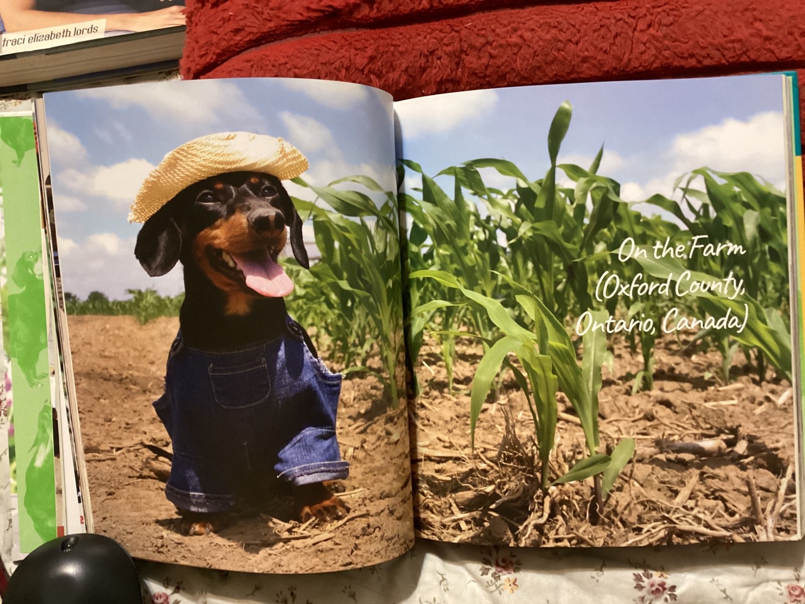 CRUSOE, THE WORDLY WIENER DOG, DACHSHUND, EXC. COND,230 PAGES/ FREE POSTAGE!!!!!