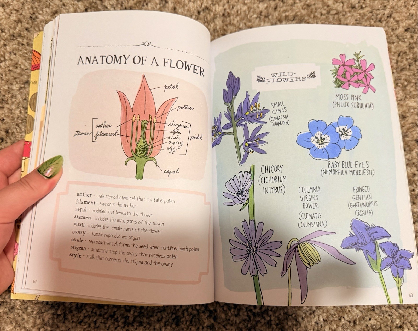 Julia Rothman Nature Anatomy Illustrated Trade Paperback 2015