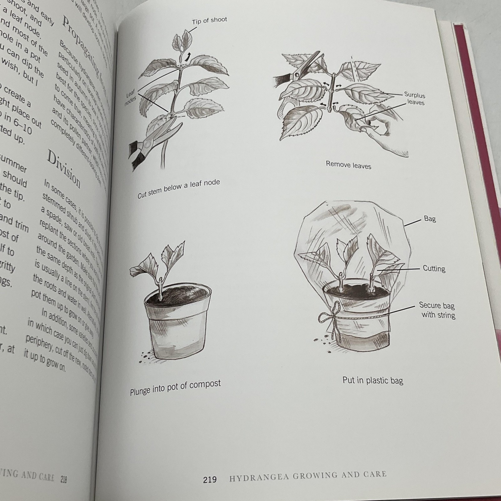 Hydrangeas: Beautiful Varieties For Home & Garden By Naomi Slade HC Gibbs Smith