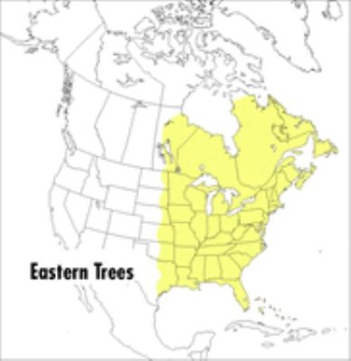 A Peterson Field Guide to Eastern Trees : Eastern United States a