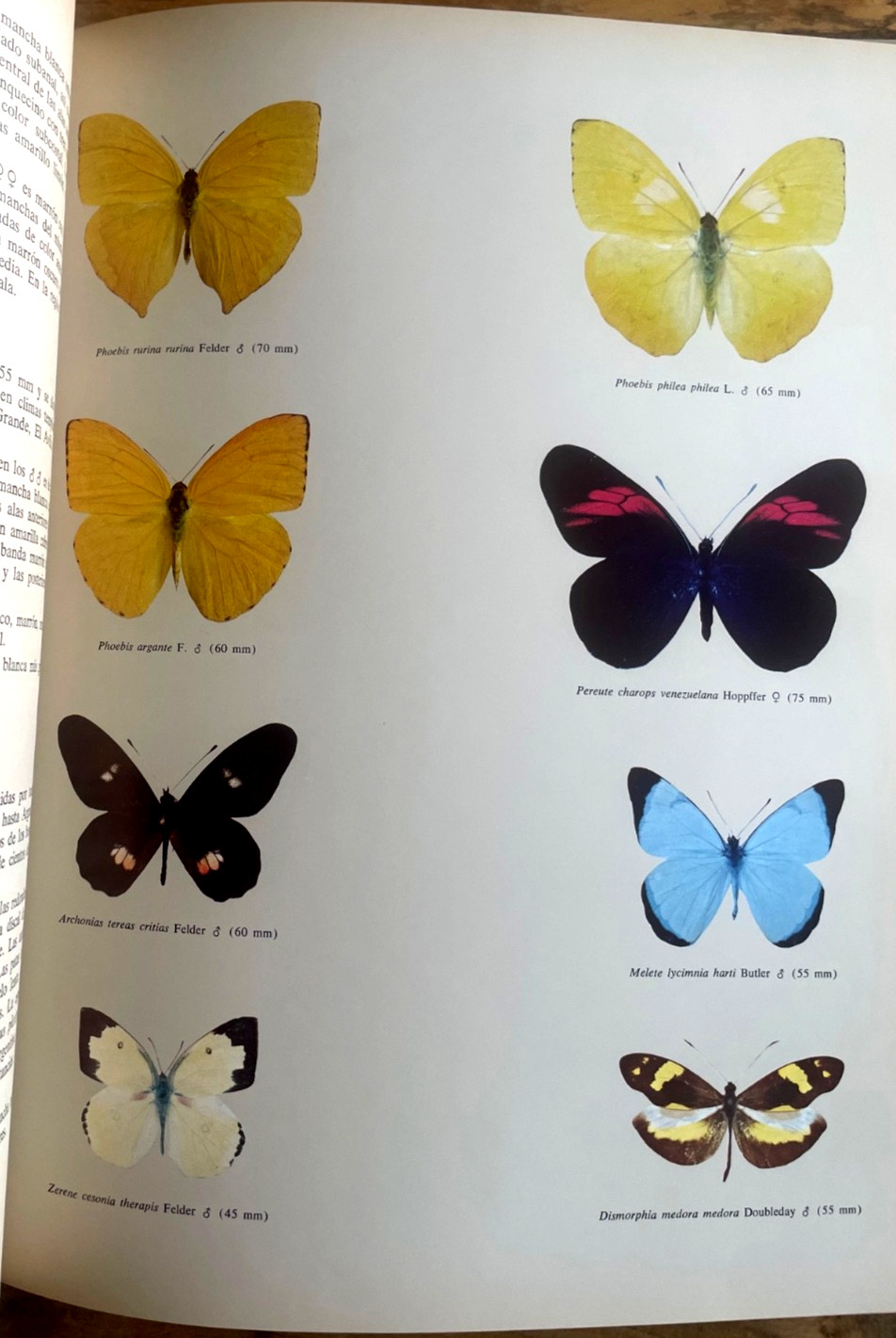 Marioposas Diurnas Venezuela. By Alvarez Sierra & JR Alvarez Corral. Butterflies