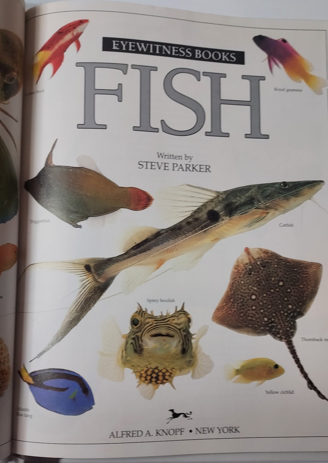 Vtg Eyewitness Bks. Fish by Steve Parker and Dorling Kindersley Publishing Staff