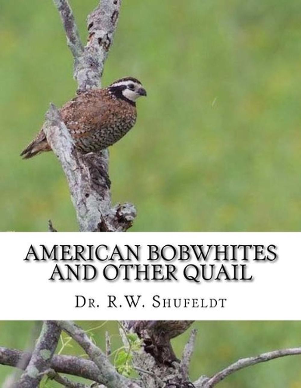 American Bobwhites and Other Quail by R.W. Shufeldt (English) Paperback Book
