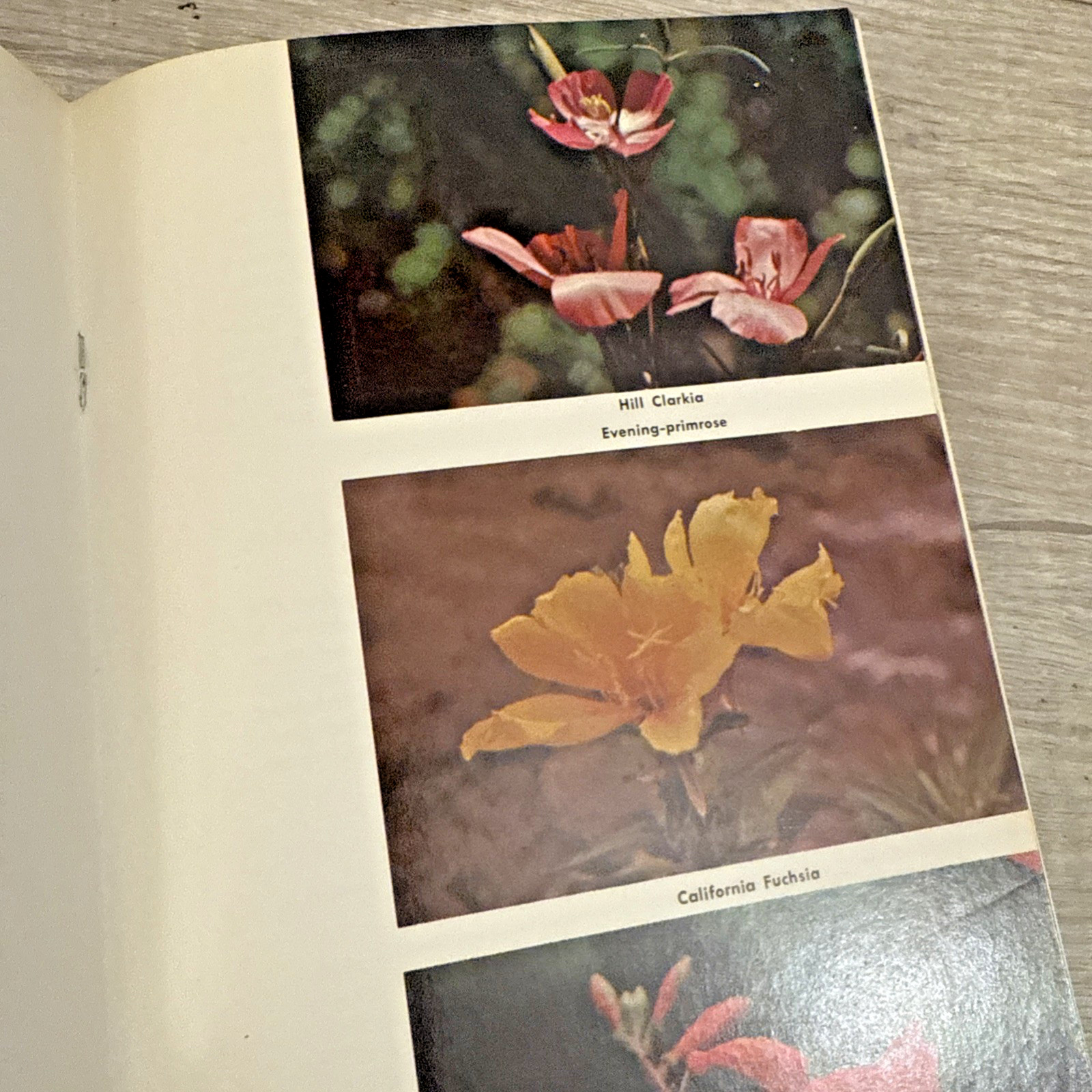 Lot 4 Books Wildflowers & Plants By Different Authors
