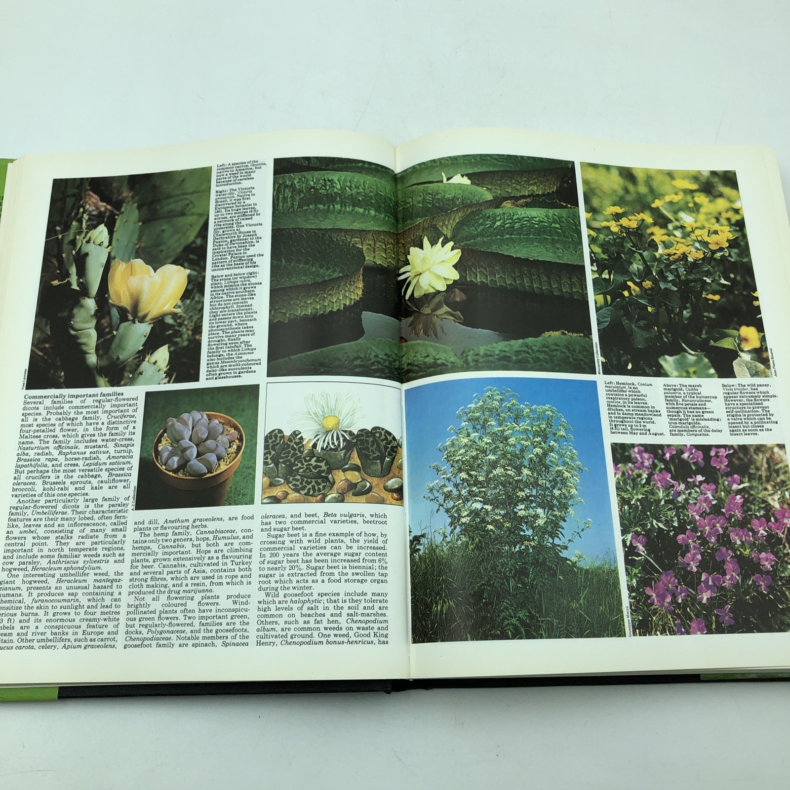 THE MARSHALL CAVENDISH ILLUSTRATED ENCYCLOPEDIA OF PLANTS AND ANIMALS, Exeter