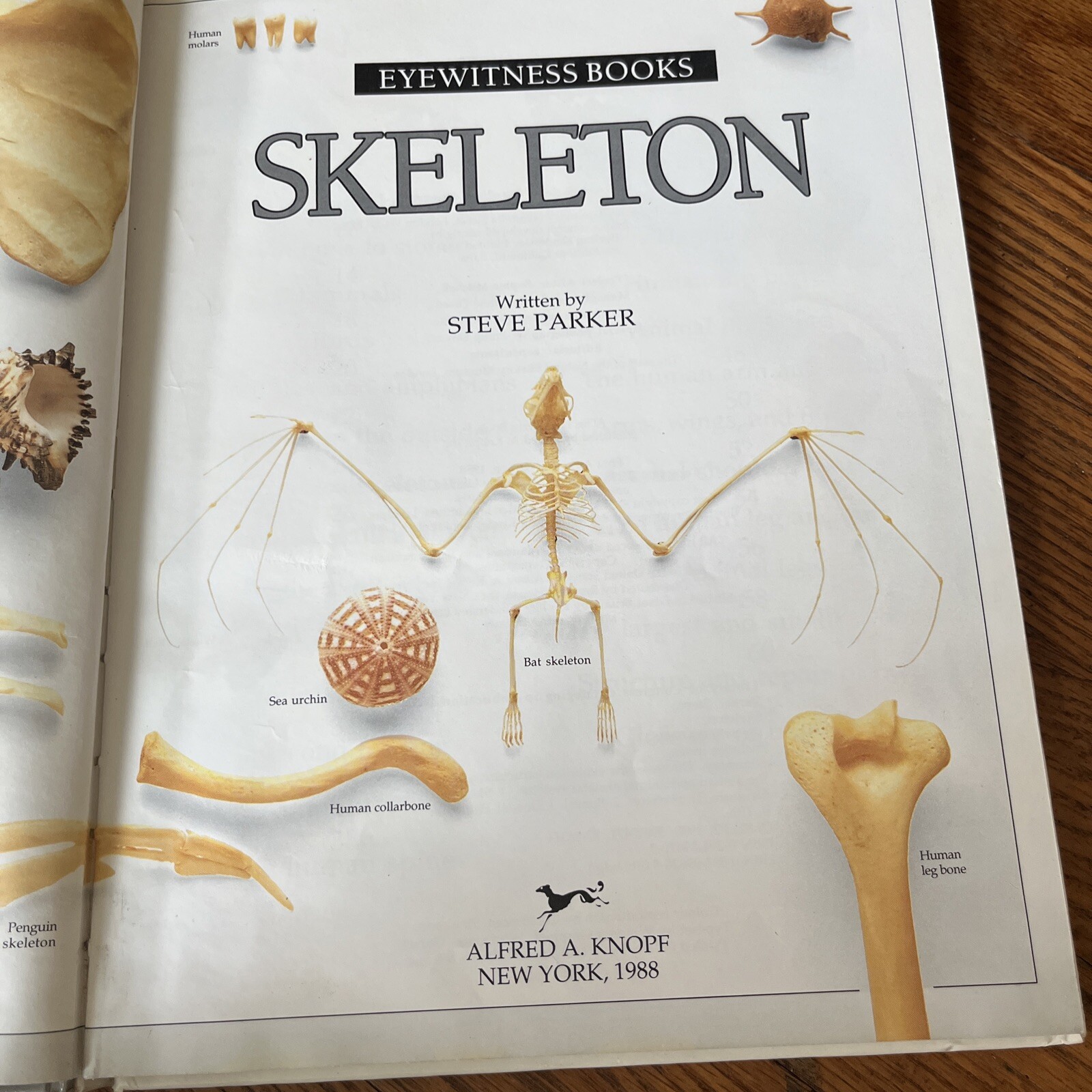 Eyewitness Bks.: Skeleton – Eyewitness by Steve Parker (1988, Hardcover)